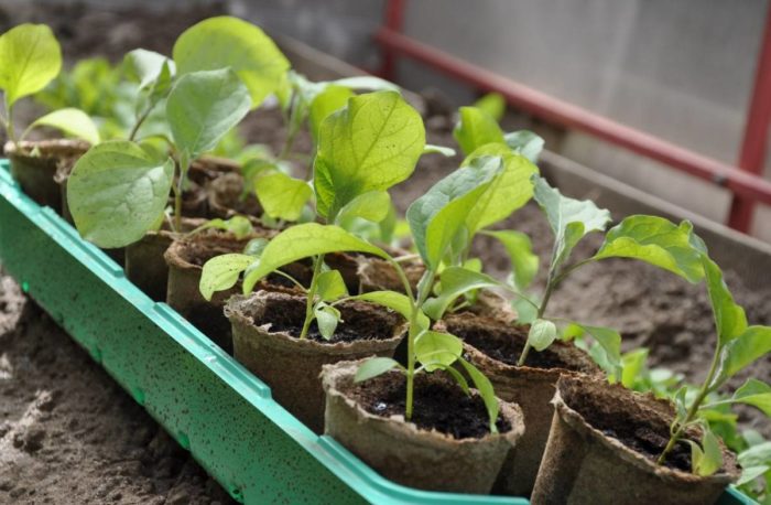 Закаляване на разсад от патладжан