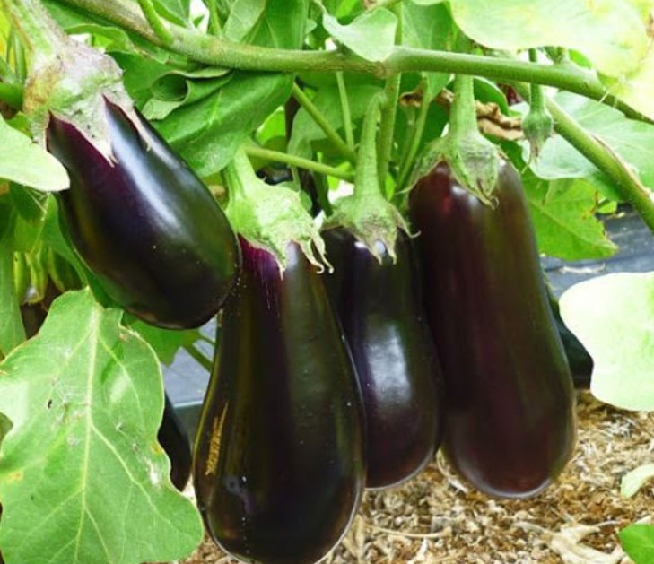 Сорт патладжан София