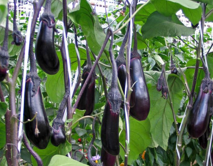 Торпедо от патладжан