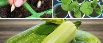 Засяване на тиквички за разсад