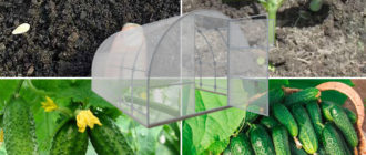 Засяване на краставици в оранжерия