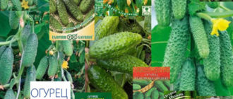 Разнообразни сортове краставици