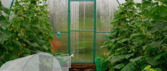 Краставици в оранжерия