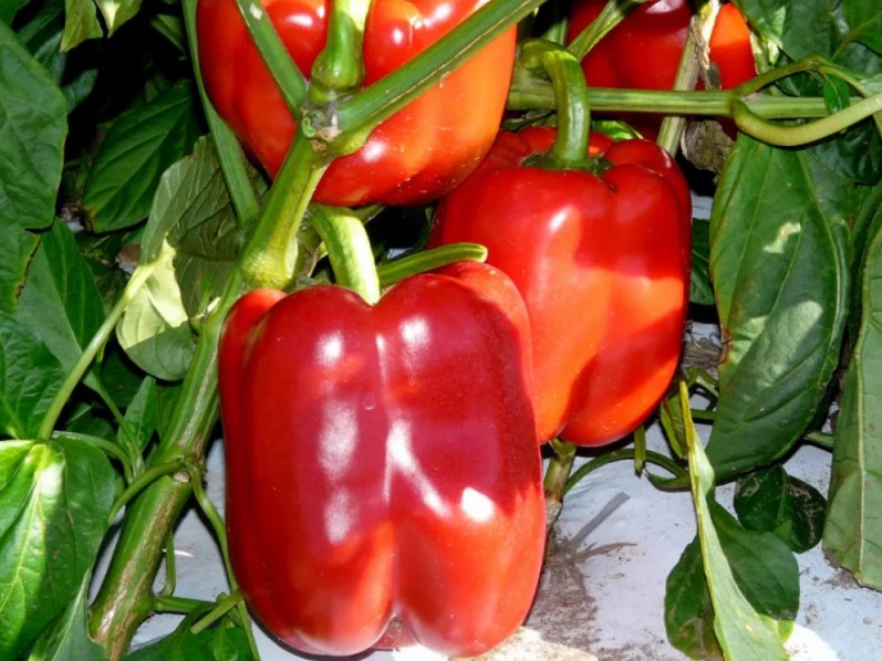 Пипер Херкулес