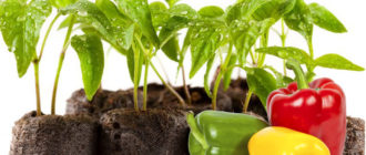 Отглеждане на разсад от пипер