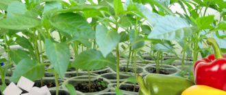 Подхранване на разсад от пипер