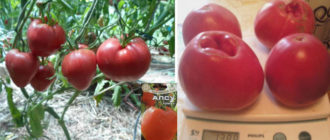 Сорт домати Алсу