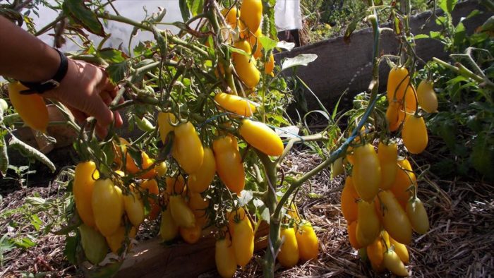 Храст от сорта „Бананови крака“