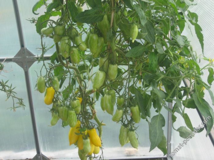 Буш без оформяне