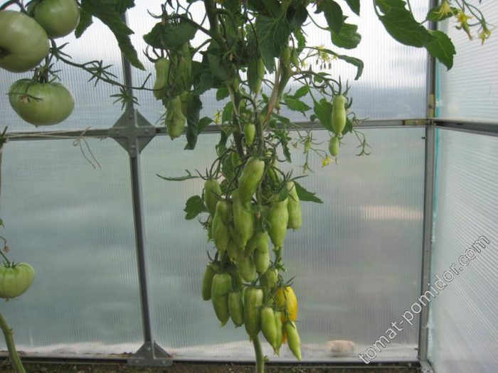 Оформен храст