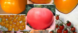 Медени домати