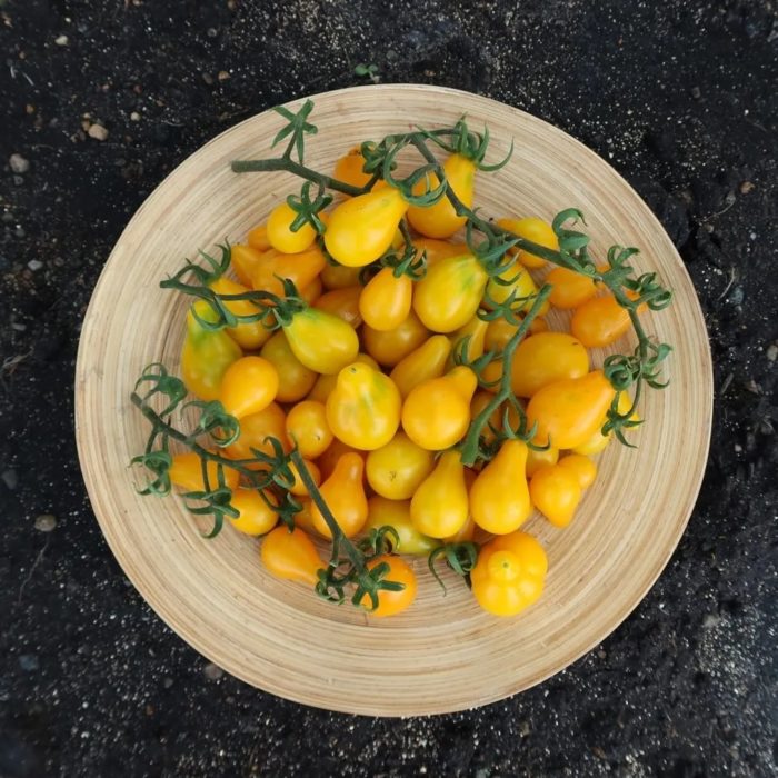 Сорт домати Honey Cascade в чиния