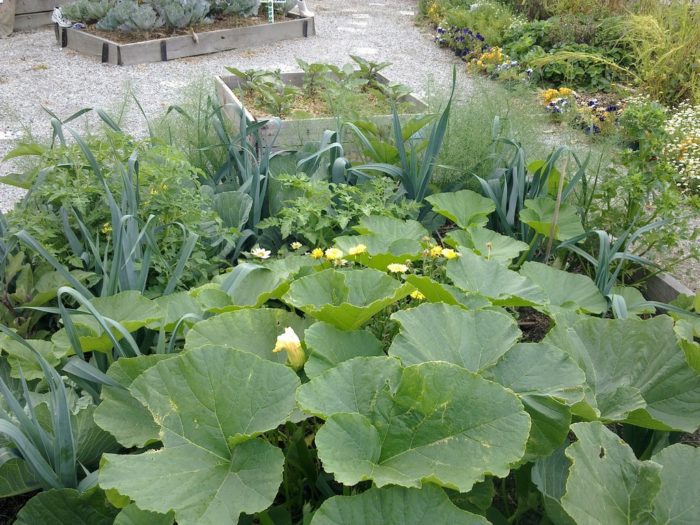 Легло с котки