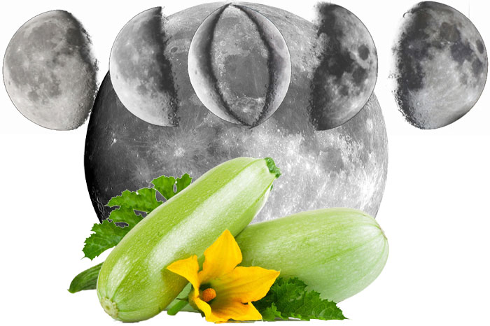 Тиквички и Луната Луната и нейното влияние