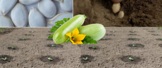 Засяване на тиквички в земята