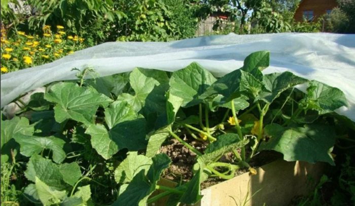 Тиквички под покриващ материал