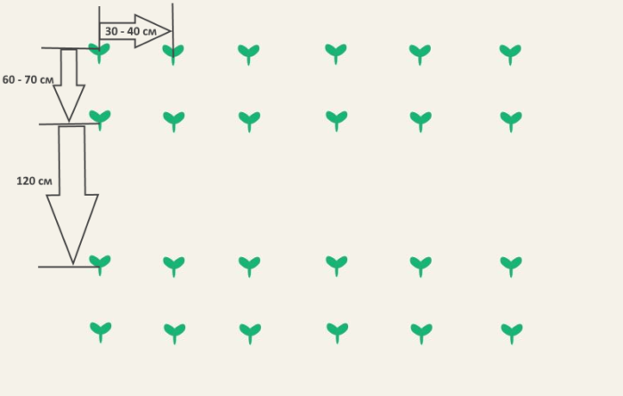 Модел на засаждане на тиквички