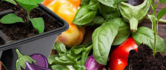 Разсад от чушки и патладжани