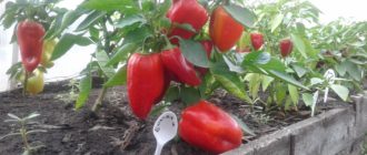 Сортът Богатир в градината