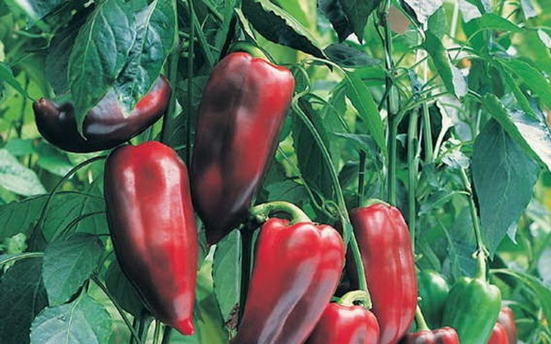 Червен пипер Буратино