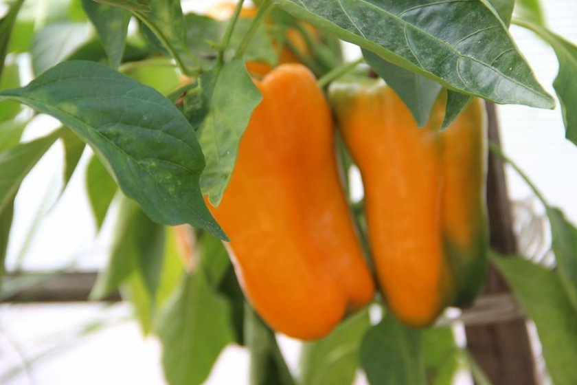 Близнаци Пипер