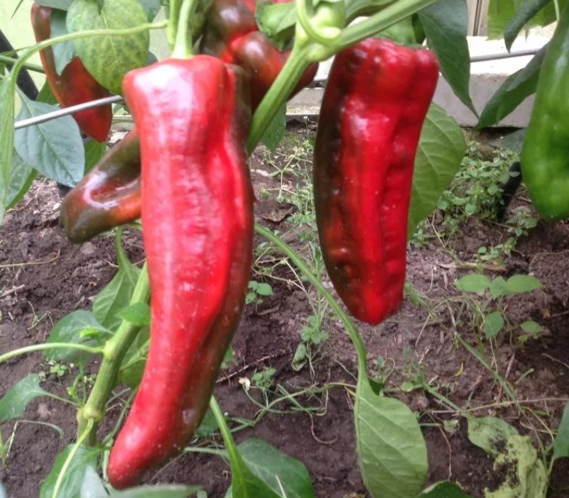 Тесен сладък пипер