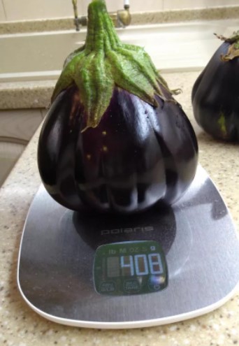 Претегляне на плодовете от сорта патладжан „Биково сърце“