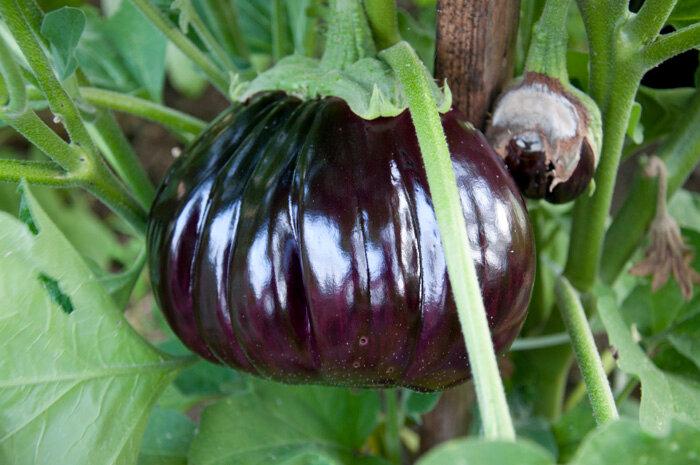 Плод от волско сърце