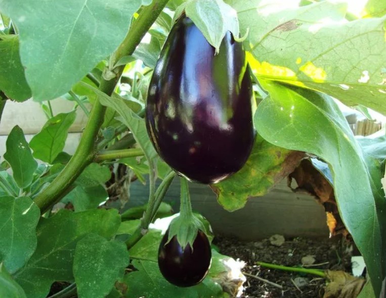 Храсти от сорта Мишутка