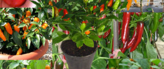 Декоративни чушки от различни видове