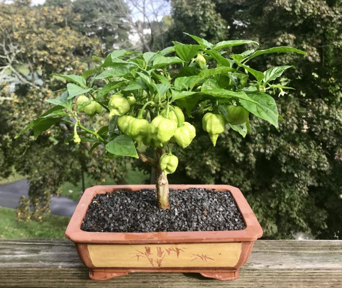 Декоративни чушки на открито