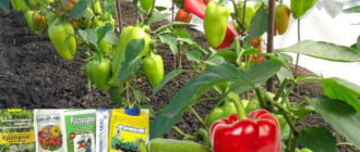 Хранене на чушки