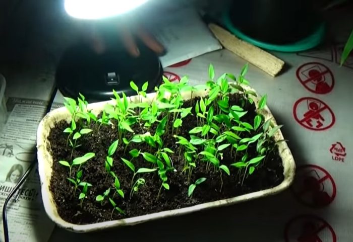 Подцветяване