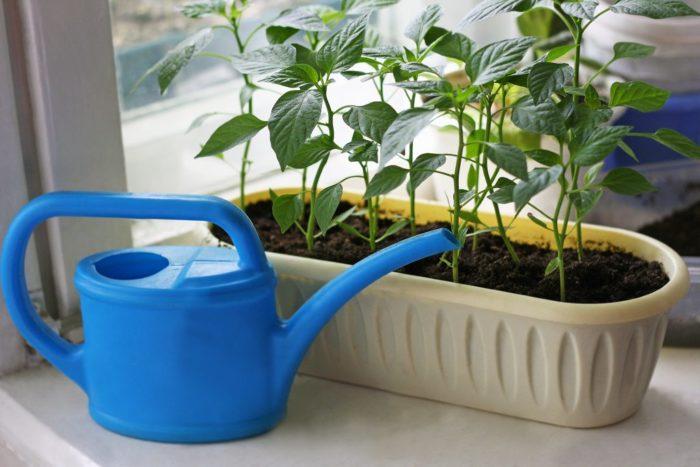 Поливане на разсад