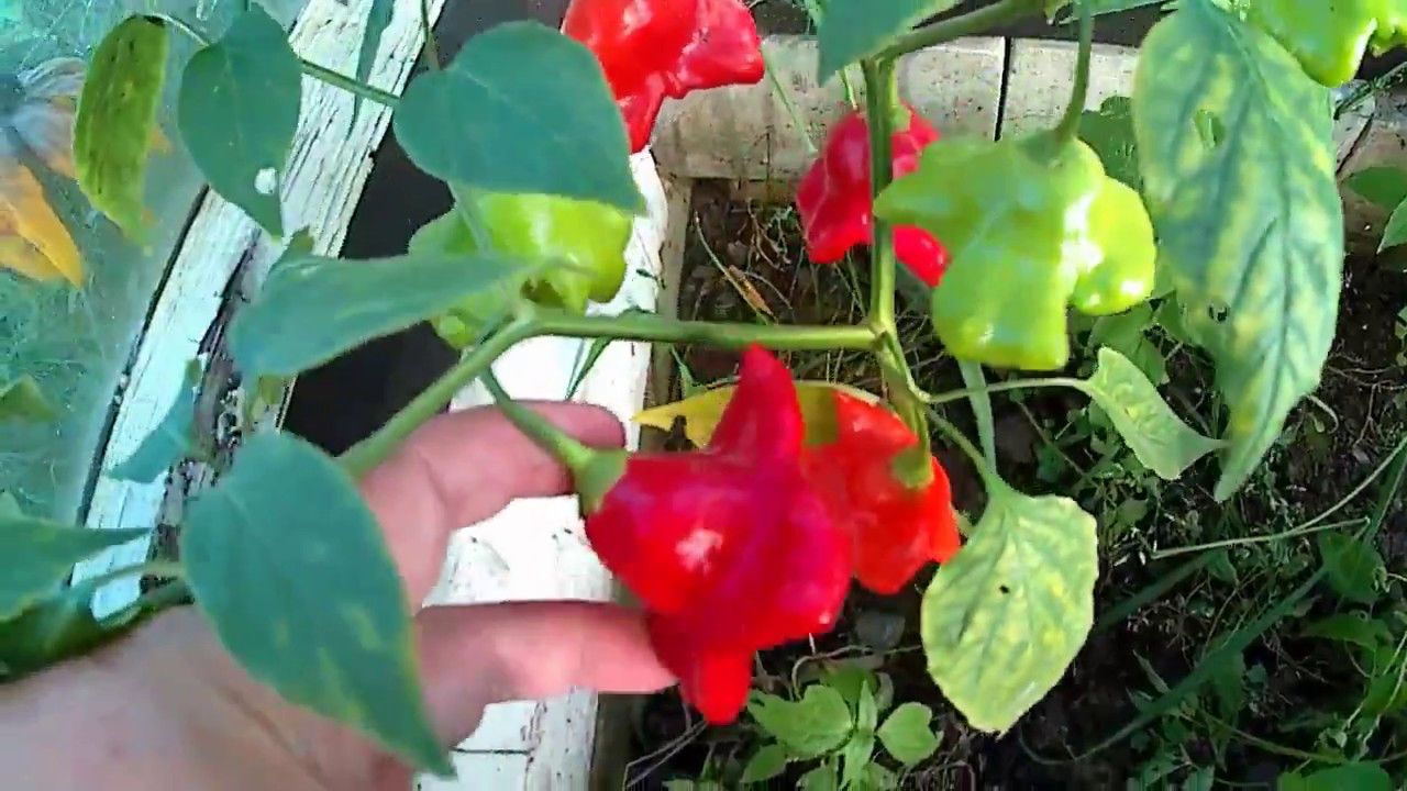 Пипер, който прилича на коледна елха