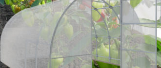 Отглеждане на чушки в оранжерия