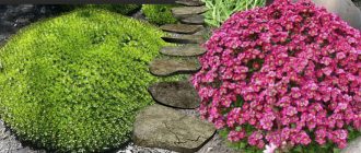 Saxifraga ahrendsii сред скали