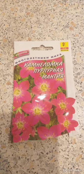 Сортове камнеломка