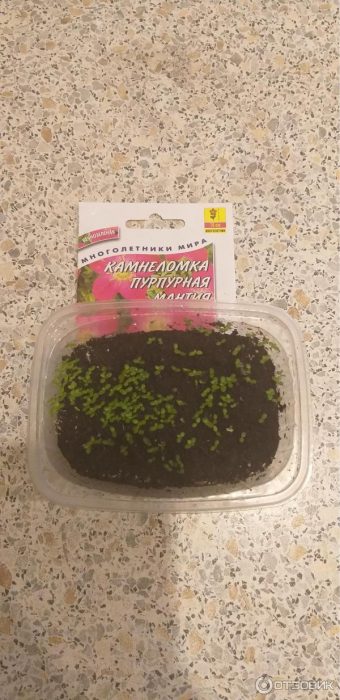 Разсад от каменица