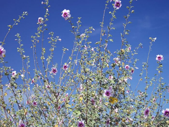 Πριμόρσκαγια Λαβατέρα