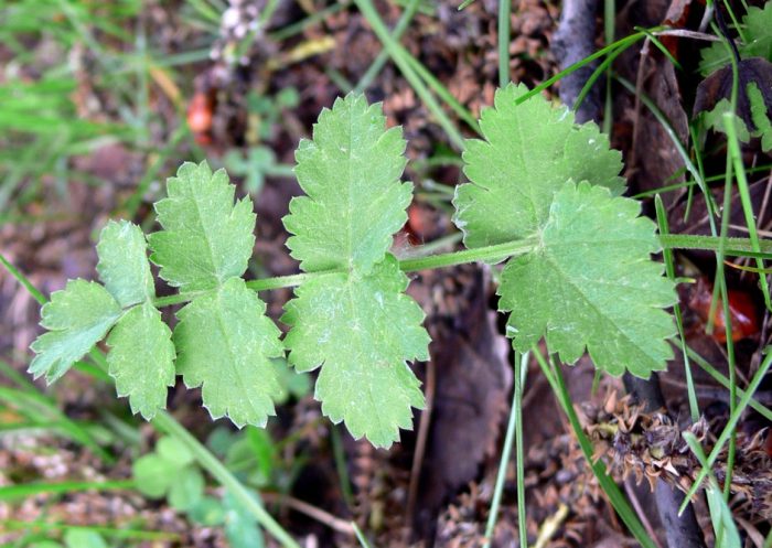 Листа от камъченик
