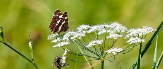 Бедренец-камнеломка