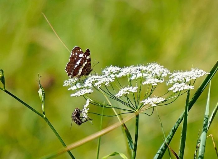 Бедренец-камнеломка