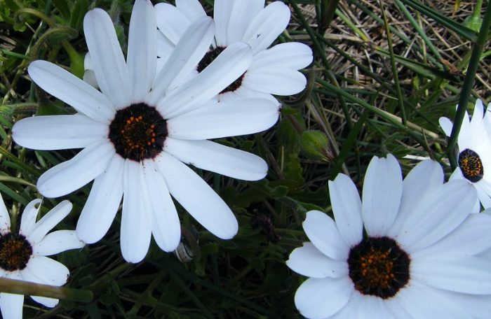 Λευκή Διμορφοθήκη