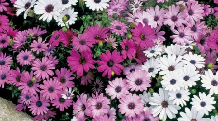 Γιγάντιο Μείγμα