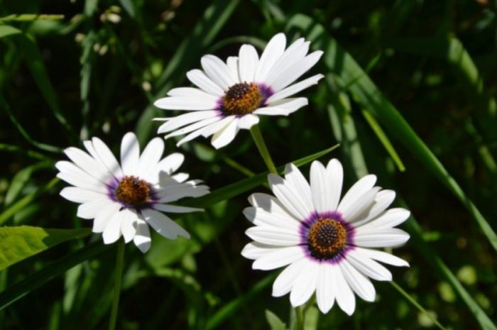 Ποικιλία Polar Star