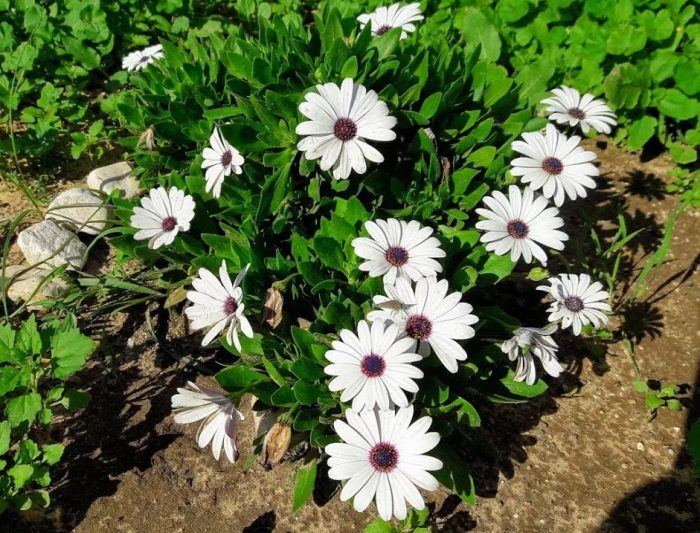 Ποικιλία: Merry Quadrille