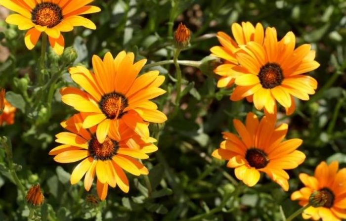 Διμορφοθήκη στον κήπο