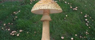Гъби на тревата