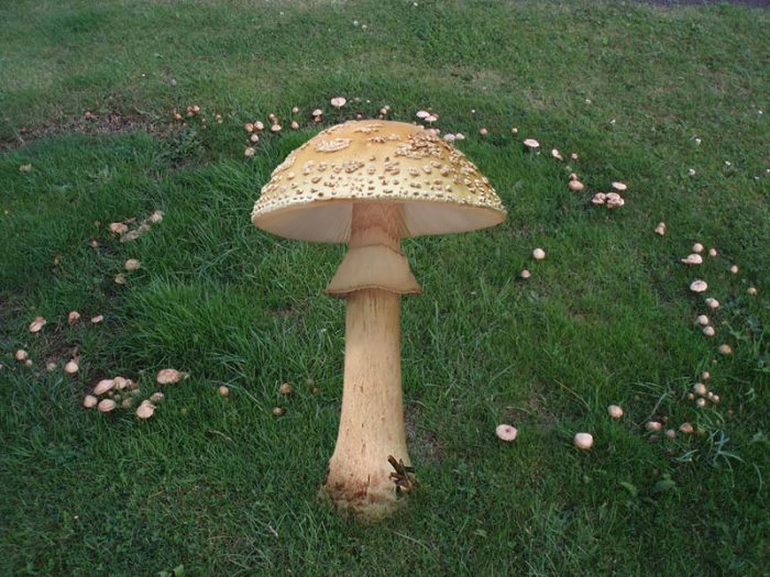 Гъби на тревата